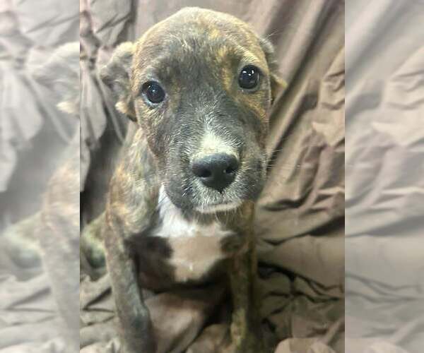 Medium Photo #1 Australian Shepherd-Boxer Mix Puppy For Sale in Aurora, IN, USA