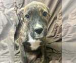 Johnson Rs : Rue - Female Australian Shepherd-Boxer Mix Dog for Adoption - Small photo