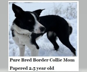 Mother of the Border Collie puppies born on 04/03/2023