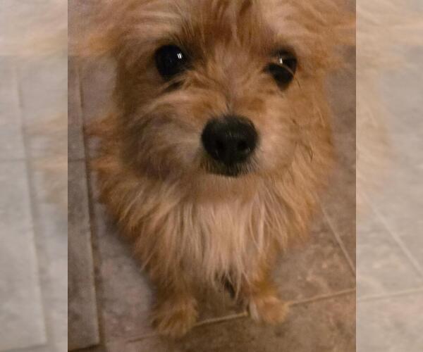 Medium Photo #4 Pomeranian-Unknown Mix Puppy For Sale in San Antonio, TX, USA