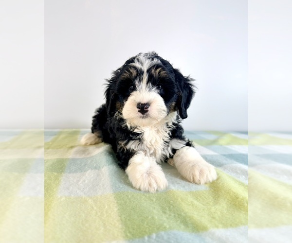 Medium Photo #4 Bernedoodle (Miniature) Puppy For Sale in GREENFIELD, IN, USA