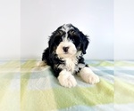 Small #3 Bernedoodle (Miniature)