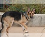 Small #1 German Shepherd Dog