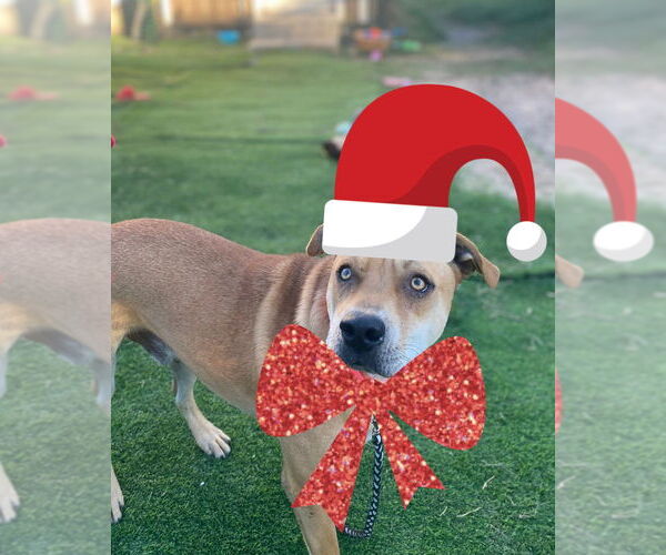 Medium Photo #5 Mutt Puppy For Sale in FRAMINGHAM, MA, USA