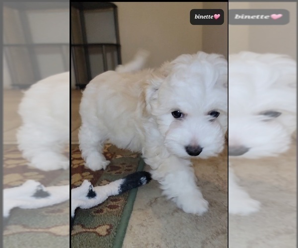 Medium Photo #2 Havanese Puppy For Sale in TUCSON, AZ, USA