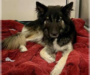 German Shepherd Dog-Unknown Mix Dogs for adoption in Stockton, CA, USA