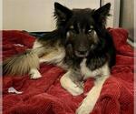 Small German Shepherd Dog Mix