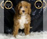 Small Goldendoodle (Miniature)