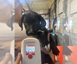 Small Labrador Retriever Mix