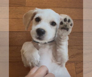 Cocker Spaniel-Unknown Mix Dogs for adoption in Mundelein, IL, USA