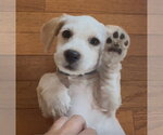 Rome Odunze - Male Cocker Spaniel-Unknown Mix Dog for Adoption - Small photo