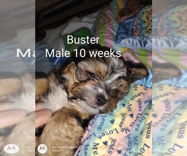 Medium Photo #3 Yorkshire Terrier Puppy For Sale in ROCK ISLAND, IL, USA