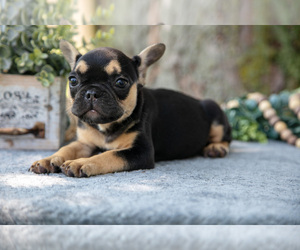 Medium French Bulldog