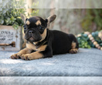 Puppy Lucy French Bulldog