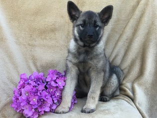 Norwegian Elkhound Puppy for sale in EAST EARL, PA, USA