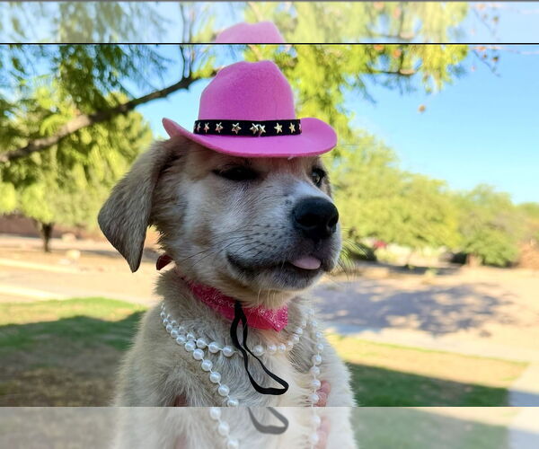 Medium Photo #4 Mutt Puppy For Sale in Goodyear, AZ, USA