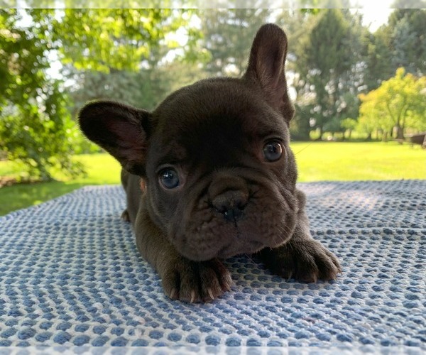 Medium Photo #6 French Bulldog Puppy For Sale in BREMEN, IN, USA