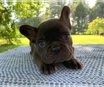 Puppy Coco French Bulldog