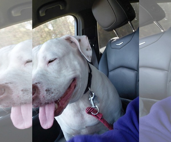 Medium Photo #3 American Staffordshire Terrier-Bullmastiff Mix Puppy For Sale in Holly Springs, NC, USA