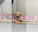 Small #15 Golden Retriever