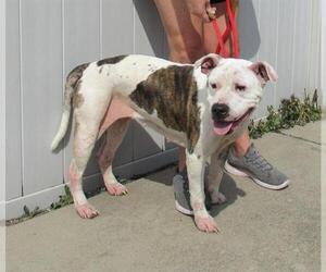 American Pit Bull Terrier Dogs for adoption in Louisville, KY, USA