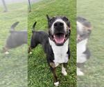 Small #1 Bull Terrier-Labrador Retriever Mix