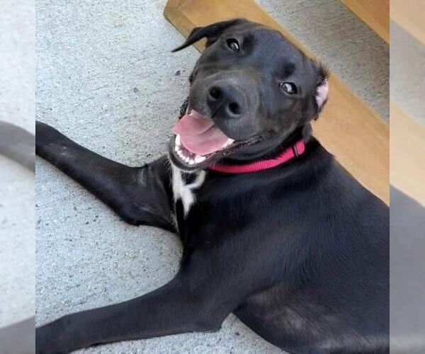 Medium Photo #16 Labrador Retriever-Unknown Mix Puppy For Sale in San Diego, CA, USA
