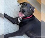 Small #15 Labrador Retriever Mix