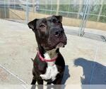Small #1 American Pit Bull Terrier-Chinese Shar-Pei Mix