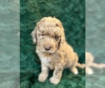 Small Photo #11 Miniature Bernedoodle Puppy For Sale in GREEN FOREST, AR, USA