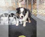 Small Photo #24 Australian Shepherd Puppy For Sale in GREER, SC, USA
