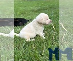 Small #11 Labrador Retriever