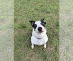 Small #1 American Pit Bull Terrier Mix