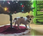 Small #4 Jack Russell Terrier Mix