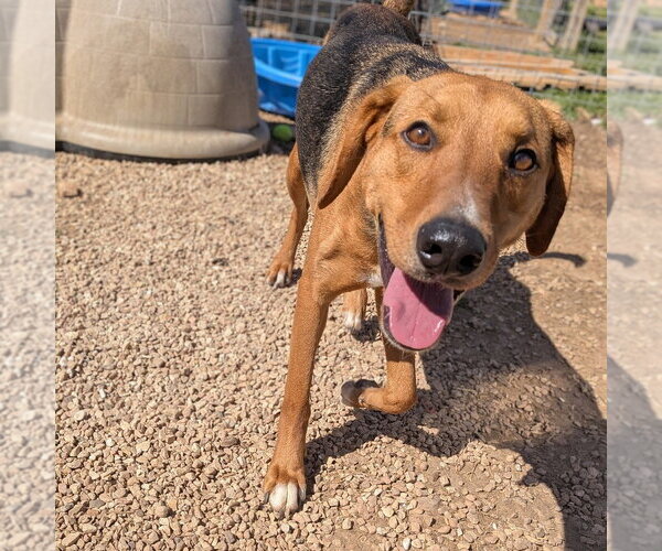 Medium Photo #2 Mutt Puppy For Sale in Vail, AZ, USA