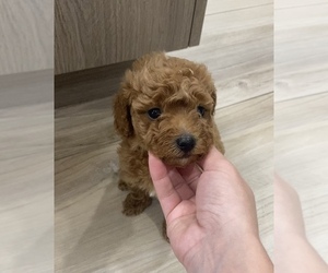 Poodle (Toy) Puppy for Sale in MIAMI, Florida USA