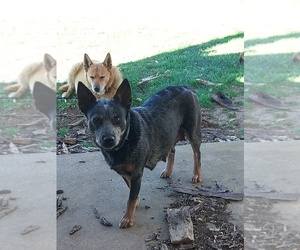 Mother of the Australian Cattle Dog puppies born on 10/26/2025