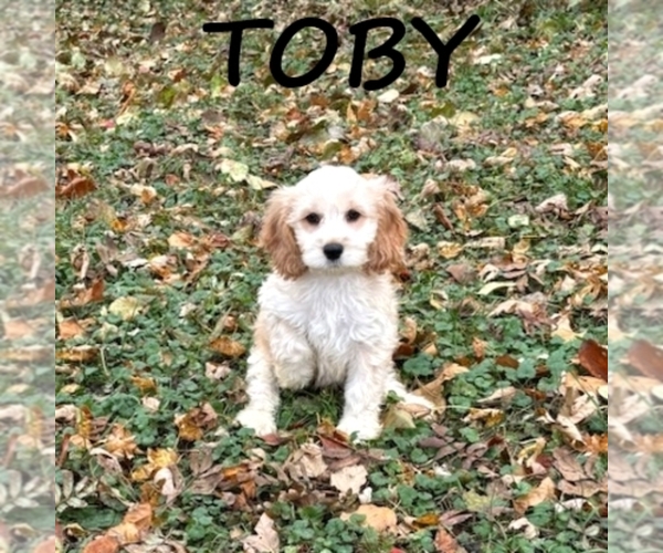 Medium Photo #1 Cock-A-Poo Puppy For Sale in HARTLAND, MN, USA