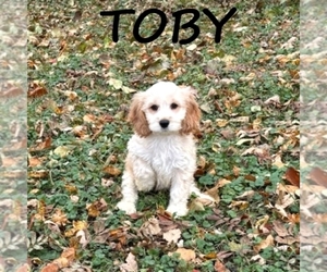 Cock-A-Poo Puppy for sale in HARTLAND, MN, USA