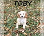 Image preview for Ad Listing. Nickname: Toby