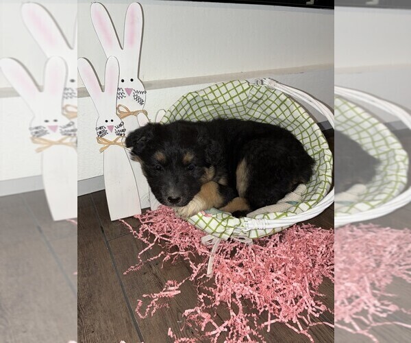 Medium Photo #6 Australian Shepherd-German Shepherd Dog Mix Puppy For Sale in CRAWFORD, CO, USA