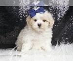 Small #1 Maltipoo