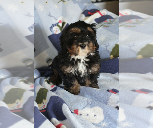 Medium Photo #13 Bernedoodle (Miniature) Puppy For Sale in MILWAUKEE, WI, USA