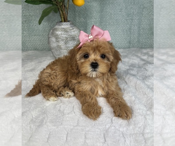 Medium Photo #3 Cavapoo Puppy For Sale in FRANKLIN, IN, USA
