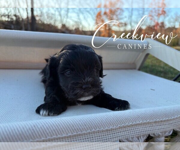 Medium Photo #2 Havapoo Puppy For Sale in NIANGUA, MO, USA