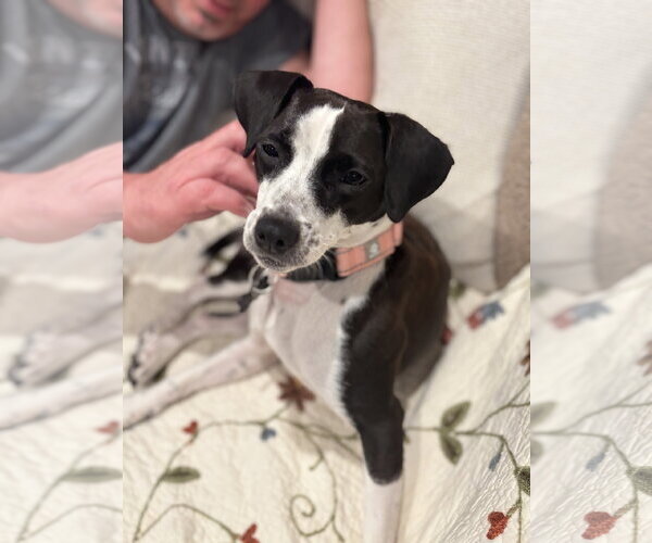 Medium Photo #11 Jack Russell Terrier-Unknown Mix Puppy For Sale in Rockaway, NJ, USA