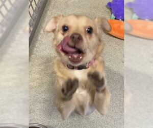 Mutt Dogs for adoption in San Martin, CA, USA