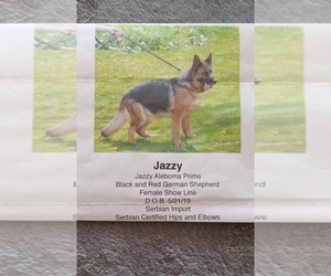 Mother of the German Shepherd Dog puppies born on 09/24/2025