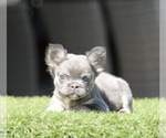 Small French Bulldog
