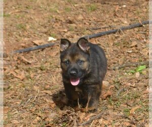 German Shepherd Dog Puppy for Sale in POWDER SPRINGS, Georgia USA